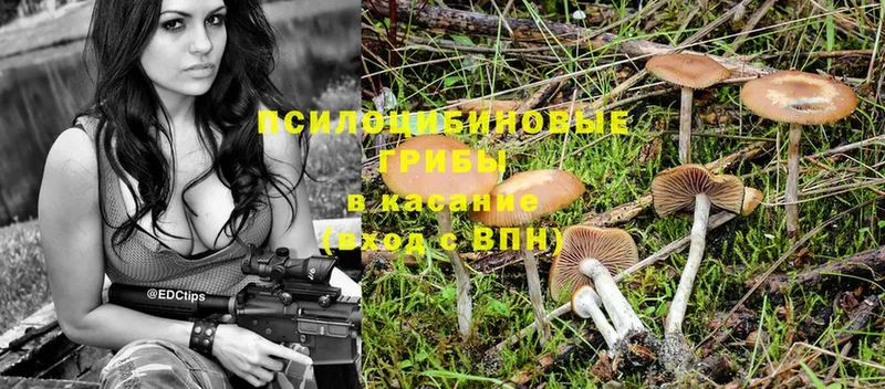 Псилоцибиновые грибы Cubensis  где купить   Порхов 